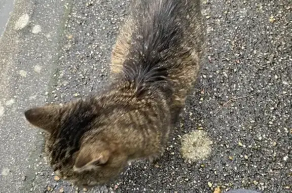 Chat européen perdu à Saint-Ay - photo