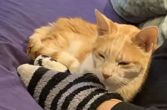 Chat roux et blanc retrouvé à Dijon - photo