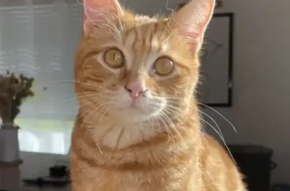 Animaux perdus , photo: Chaton roux perdu à Tréglamus