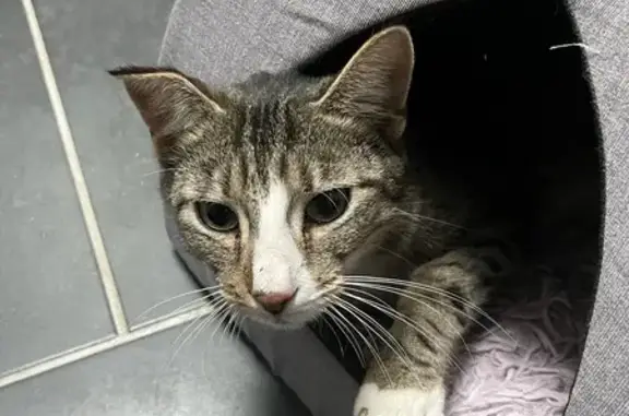 Chat perdu à Fontenoy retrouvé - photo