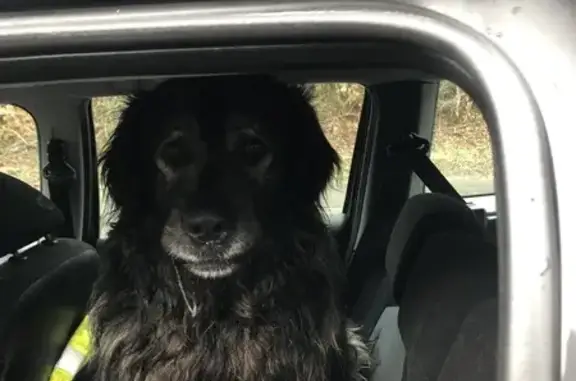 Chien noir poilu trouvé à Allondans - photo