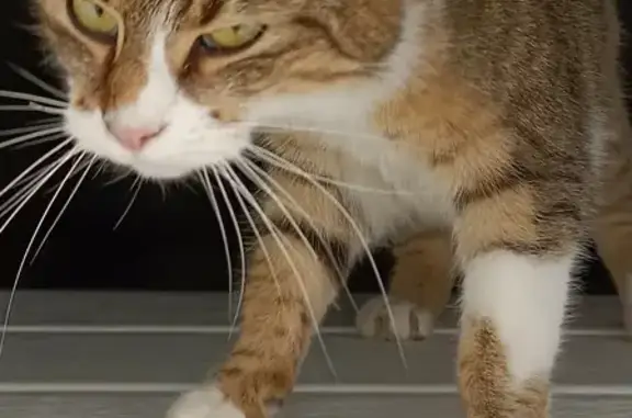Chatte tigrée trouvée à Arpajon - photo