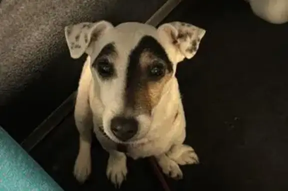 Chien perdu Paris, photo : Oreo, Jack Russel perdu à Paris