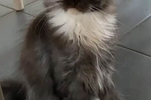 Chat perdu, , photo: Chat Maine Coon perdu - Sainte-Croix