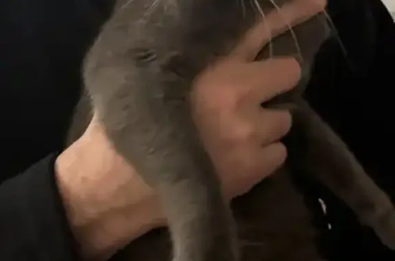 Chat gris yeux verts trouvé à Crevin - photo