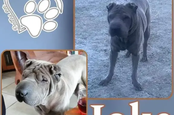Chien perdu , photo : Sharpei gris perdu: Joke, 9 ans