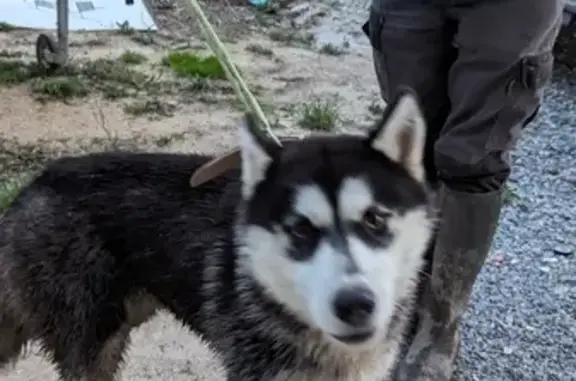 Husky mâle perdu à Assérac - photo