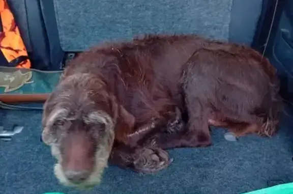 Chien trouvé , photo: Chien fauve trouvé à Juillac-le-Coq