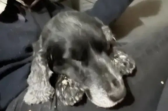 Chien trouvé La Roche-sur-Yon, photo: Chien perdu à La Roche 75