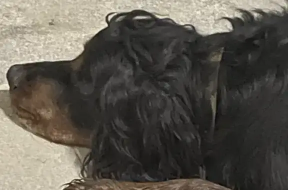 Chien Setter Gordon trouvé - photo