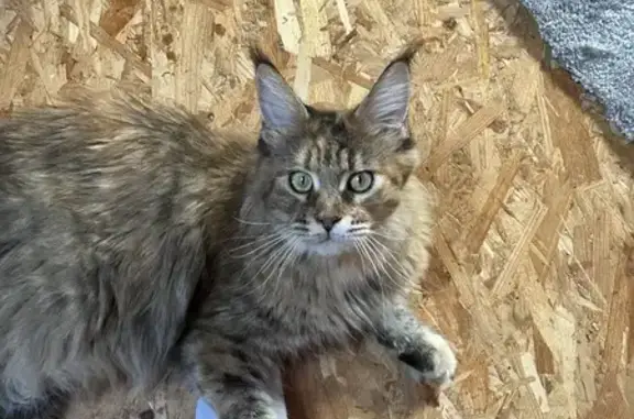Chat perdu, Guérigny, photo: Chat Maine Coon perdu à Guérigny