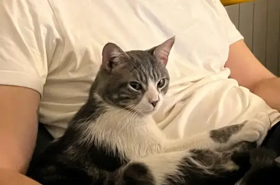 Chaton trouvé à Château Rouge - photo