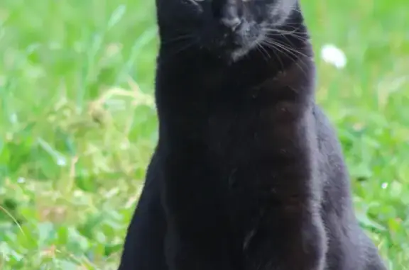 Animaux perdus Tarbes, photo: Chatte noire perdue à Tarbes
