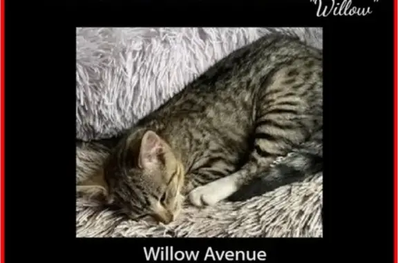 Lost Grey Tabby Cat in Kingston - Help!