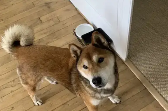 Animaux perdus Saint-Parize-le-Châtel, photo: Chien Shiba Inu perdu: Kiki