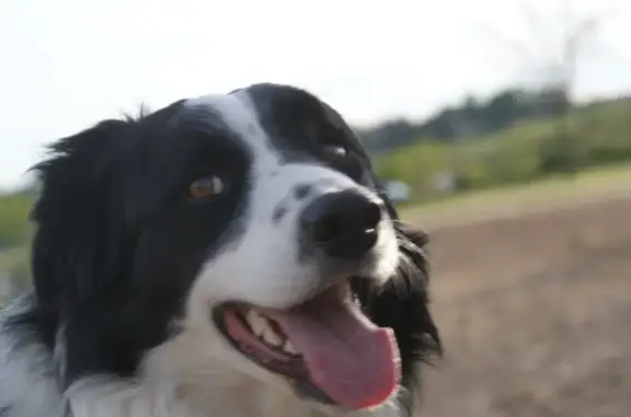 Animaux perdus Saint-Vincent-sur-Graon, photo: Avis: Border Collie Perdu