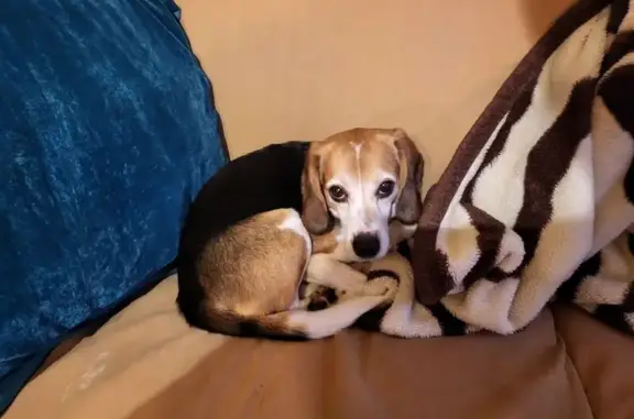 Chien perdu , photo : Chien Beagle Perdu - Flammerans