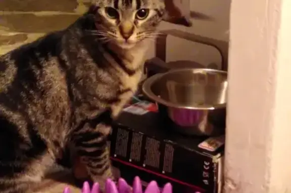 Chat tatoué sauvé à Saillans - photo