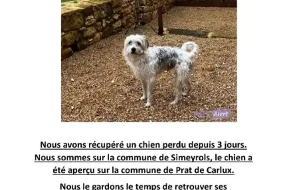 Chien perdu à Prats-de-Carlux - photo