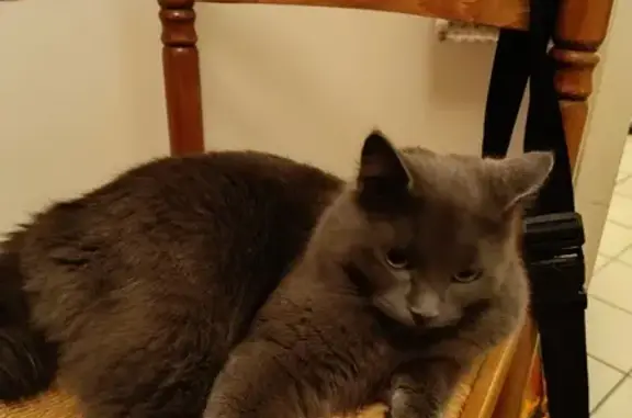 Chat trouvé Rennes, photo: Chatte grise suivie à domicile