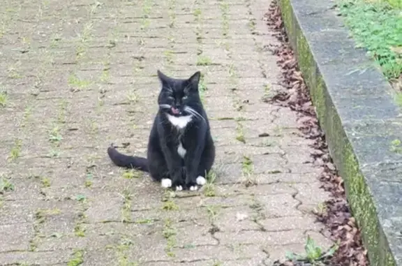 Chat noir et blanc retrouvé à Coismo - photo