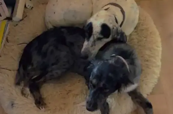Animaux perdus , photo: Avis de recherche: Chiens perdus