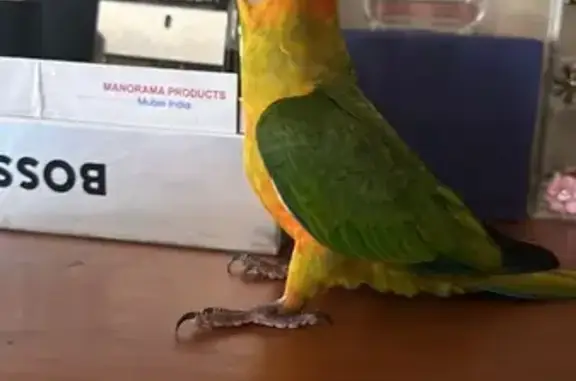 Lost Friendly Sun Conure - Call 0470574419