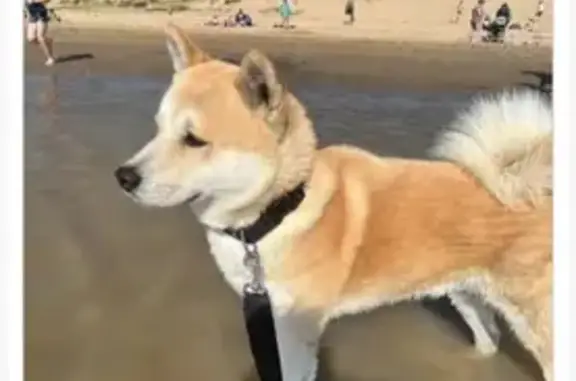 Chien perdu Mettray, photo : Akita Inu Perdu - Mettray
