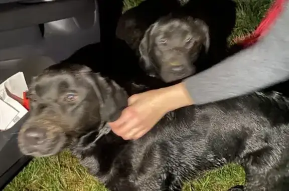 Labradors perdus sur la D1 - photo