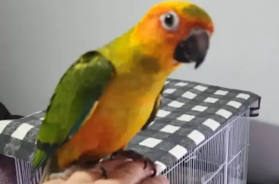 Missing Sun Conure! Friendly & Loved - Call Now!
