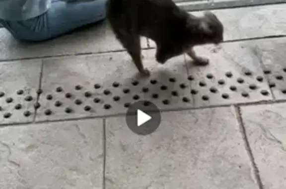 Chat amputé trouvé à Urrugne - photo