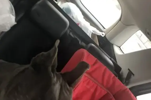 Chiens errants sauvés à Lunéville - photo