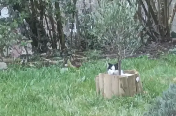 Animaux perdus Rouen, photo: Chat tacheté perdu à Rouen