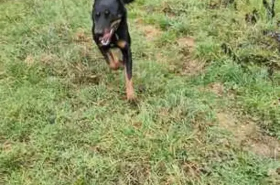 Trouvée: Chienne croisée à Charnas - photo