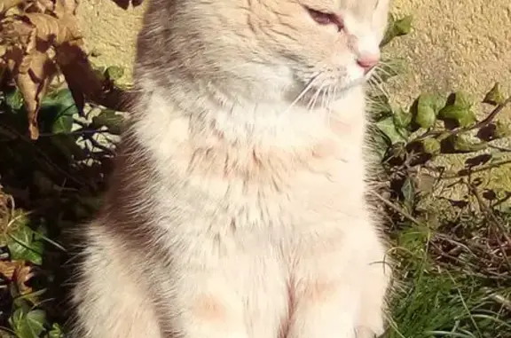 Chat sable/creme perdu à Seloncourt - photo