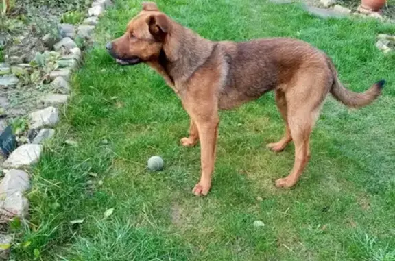 Chien mâle roux trouvé à Lallaing - photo