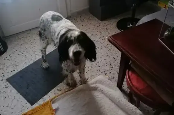 Setter anglais perdu à Castries - photo