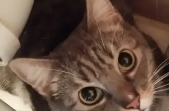 Chat perdu, , photo: Chat gris-blanc perdu à Jazennes