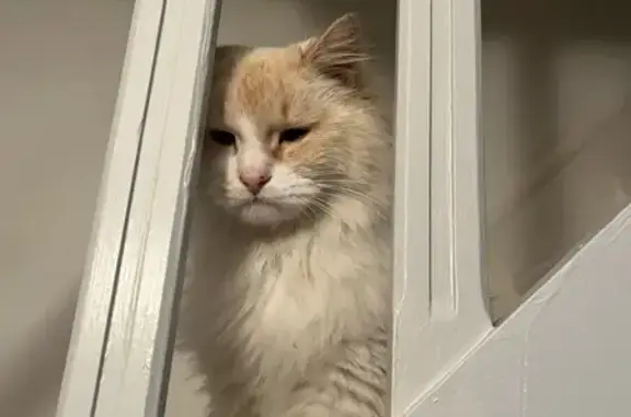 Animaux perdus Châteauroux, photo: Chat Flocon perdu à Châteauroux