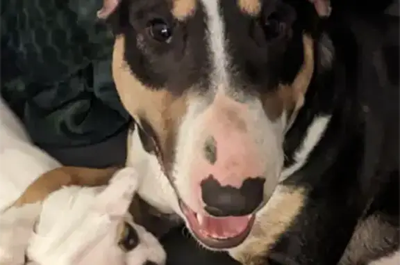 Chien perdu Beauvais, photo : Bull terrier tricolore perdu