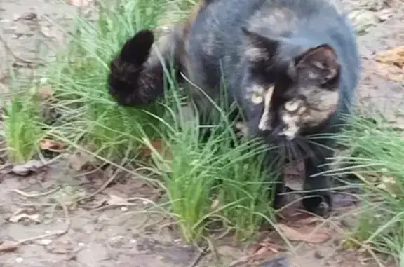 Chat sociable trouvé à Échirolles - photo