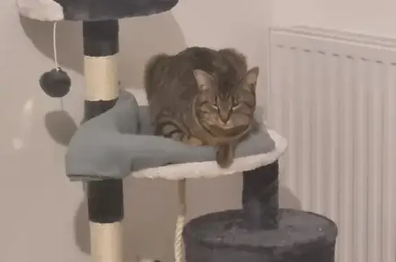 Chat perdu, Champigny-sur-Marne, photo: Chat européen tigré perdu à Champigny