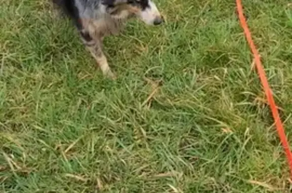 Chienne perdue près de Villaz - photo