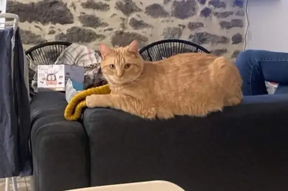 Chat perdu, , photo: Chat roux Mike perdu à Pleudihen