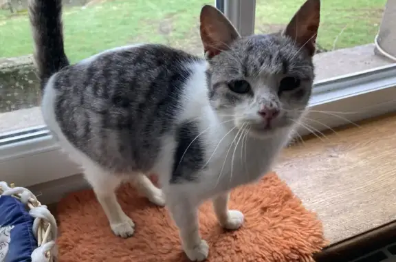 Chat gris-blanc trouvé à Haute-Vigneulles - photo