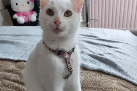 Chat blanc tacheté trouvé à Cancale - photo