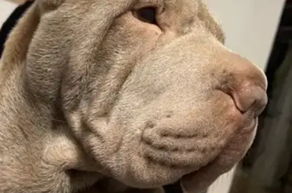 Animaux perdus Eurre, photo: Chien Sharpeï gris perdu à Eurre
