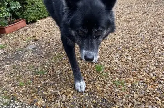 Sai, chien âgé retrouvé à Oissel - photo