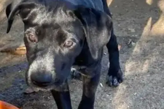 Chien perdu , photo : Ohana, chiot croisé, perdue