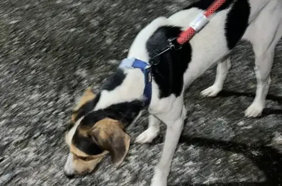 Chien mâle NOODY trouvé à St-André - photo
